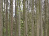 Hyacinten 2017 - 055.jpg